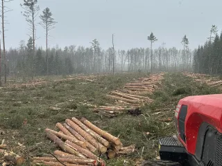 http://Pilna%20cikla%20mežizstrāde!%20attēls