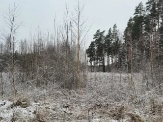 Jaunaudžu kopšana Rīgas rajonā