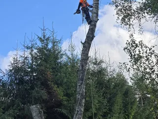 http://Sertificēts%20Arborists%20(kokkopis)%20Piedavāju%20koku%20kopšanu,%20bīstamo%20koku%20nozāģēšanu%20un%20citus%20pakalpojumus.%20attēls