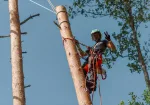 SERTIFICĒTS ARBORISTS, (KOKKOPIS)
