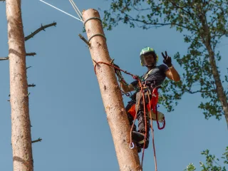 http://SERTIFICĒTS%20ARBORISTS,%20(KOKKOPIS)%20attēls
