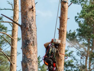 http://SERTIFICĒTS%20ARBORISTS,%20(KOKKOPIS)%20attēls