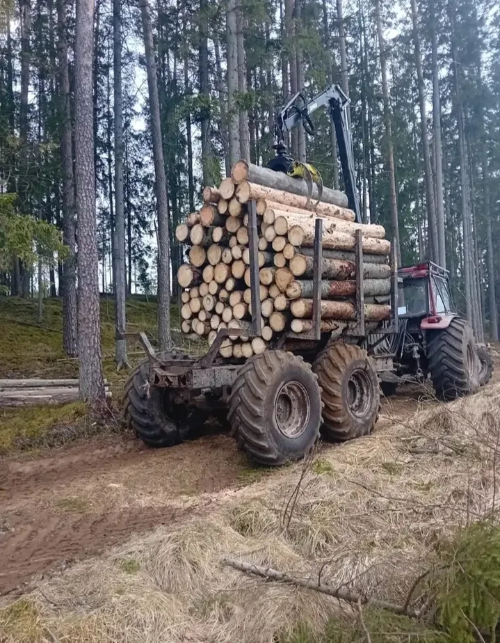 http://Meža%20izvešanas%20pakalpojumi%20attēls