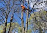 Arborista pakalpojumi