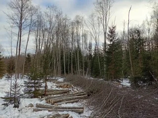 http://Zāģēšanas%20pakalpojumi%20image
