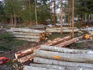 http://Zāģēšanas%20pakalpojumi%20image