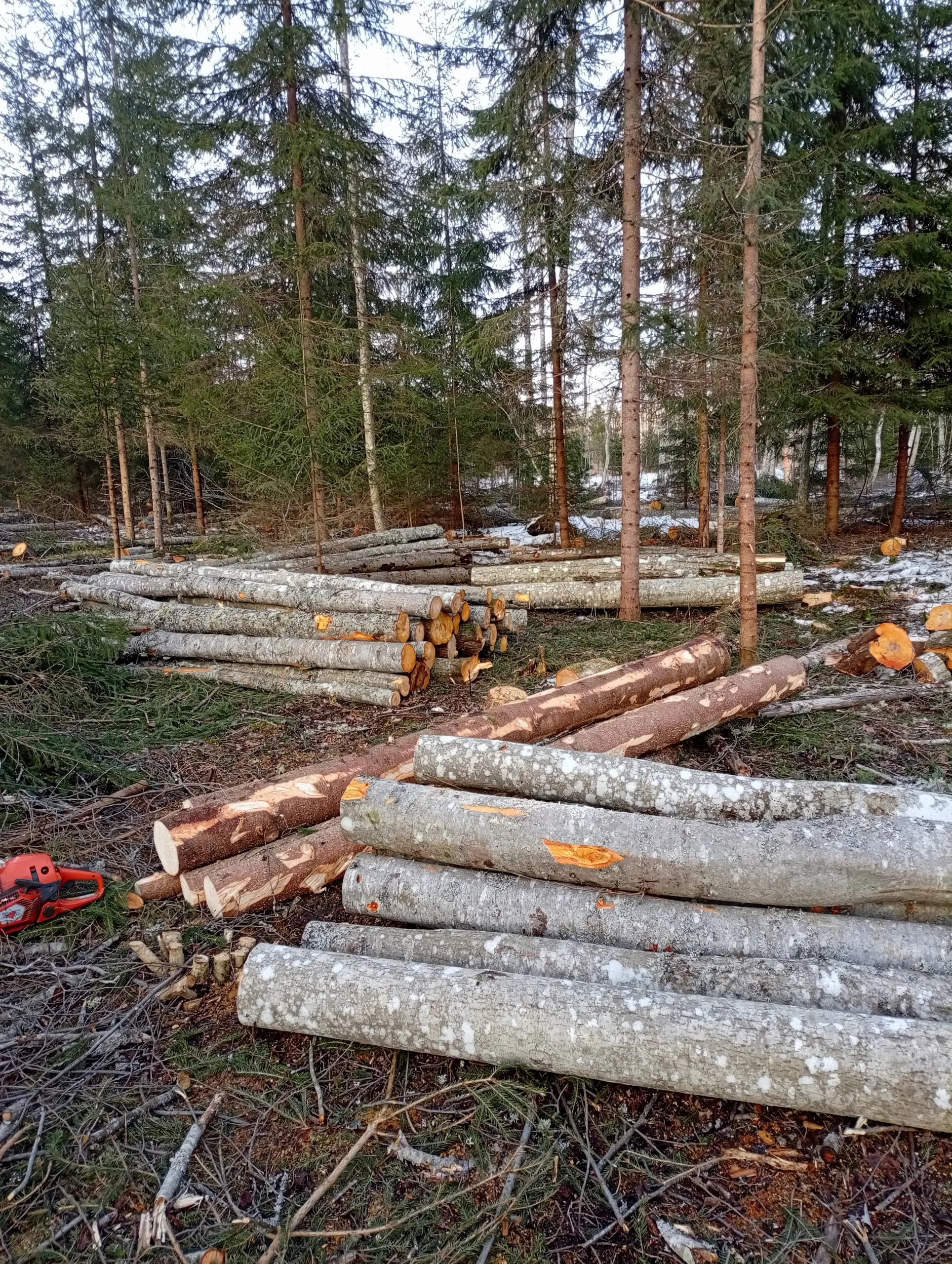http://Zāģēšanas%20pakalpojumi%20image