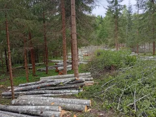 http://Zāģēšanas%20pakalpojumi%20image
