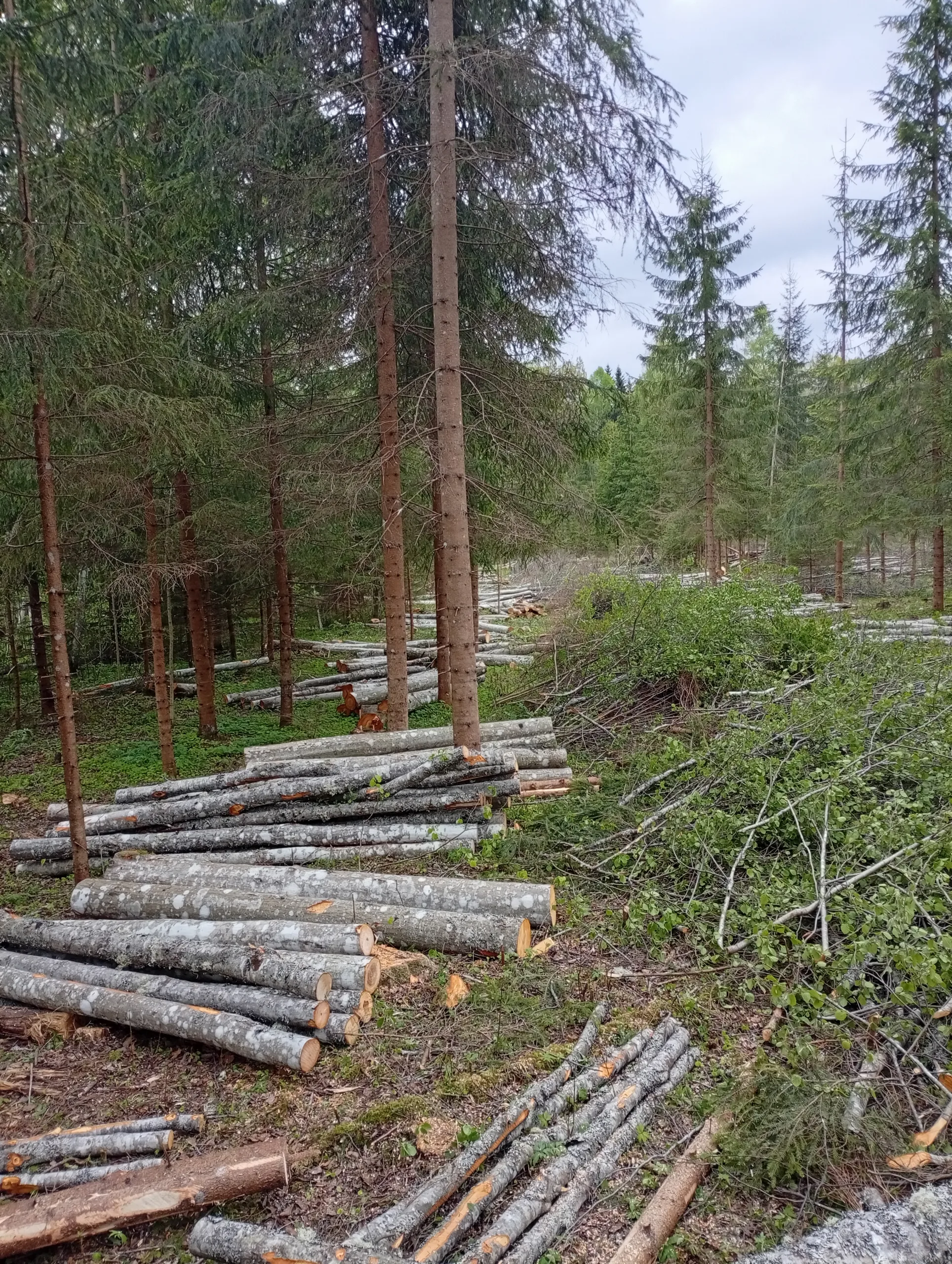 http://Zāģēšanas%20pakalpojumi%20image