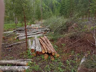 http://Zāģēšanas%20pakalpojumi%20image