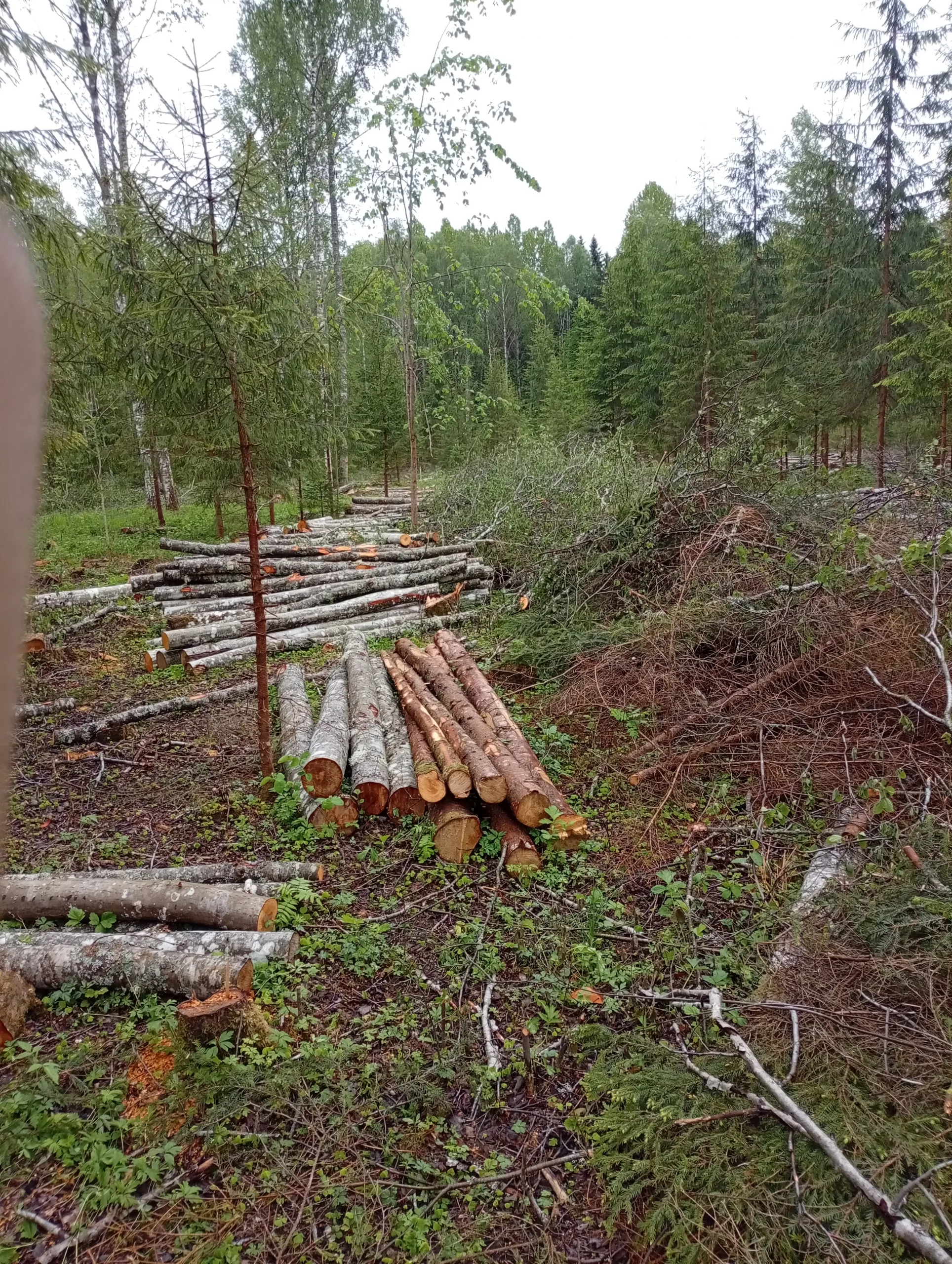 http://Zāģēšanas%20pakalpojumi%20image