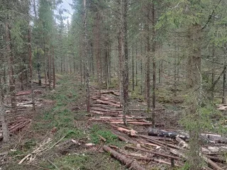 http://Sniedz%20harvestera%20pakalpojumus%20image