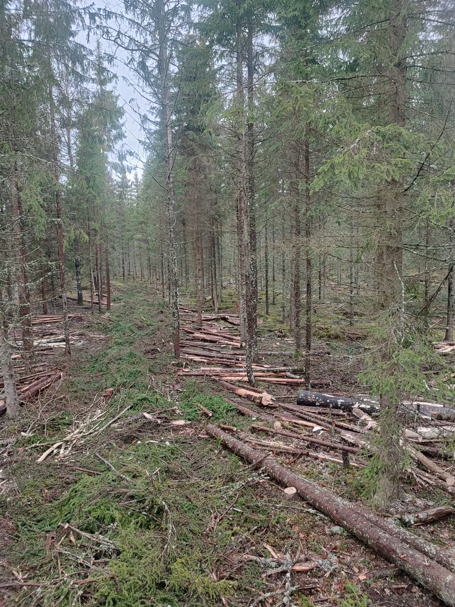 http://Sniedz%20harvestera%20pakalpojumus%20image
