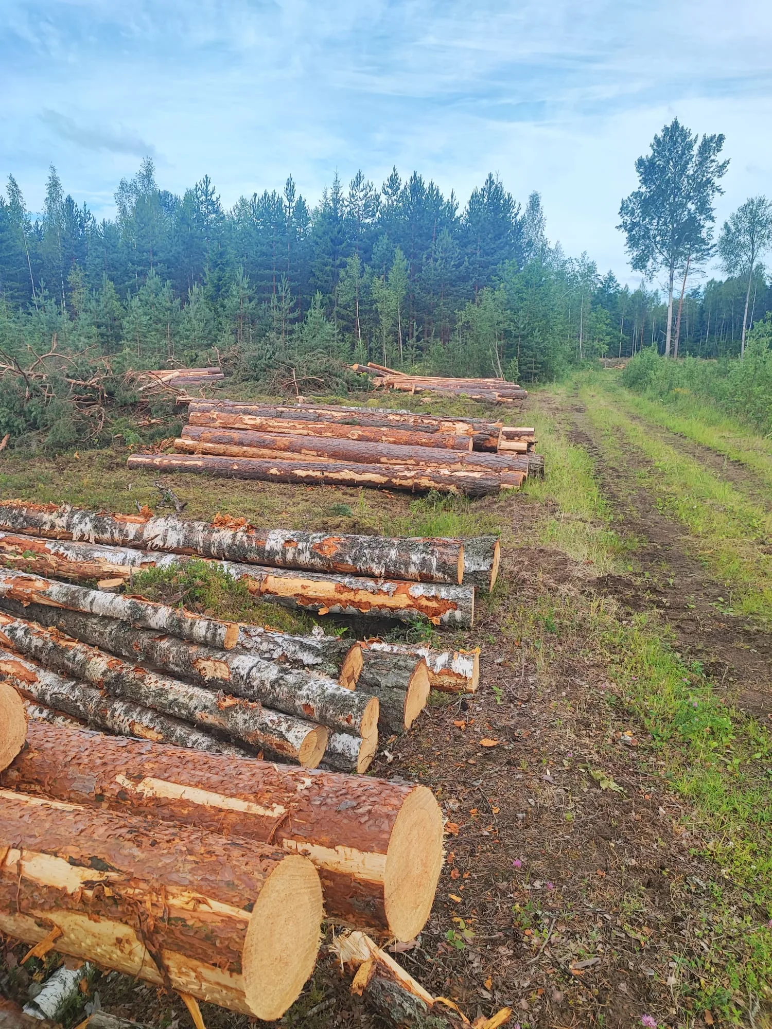 http://Sniedz%20harvestera%20pakalpojumus%20image