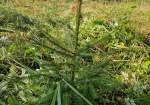 Agro,jaunaudzes kopšana