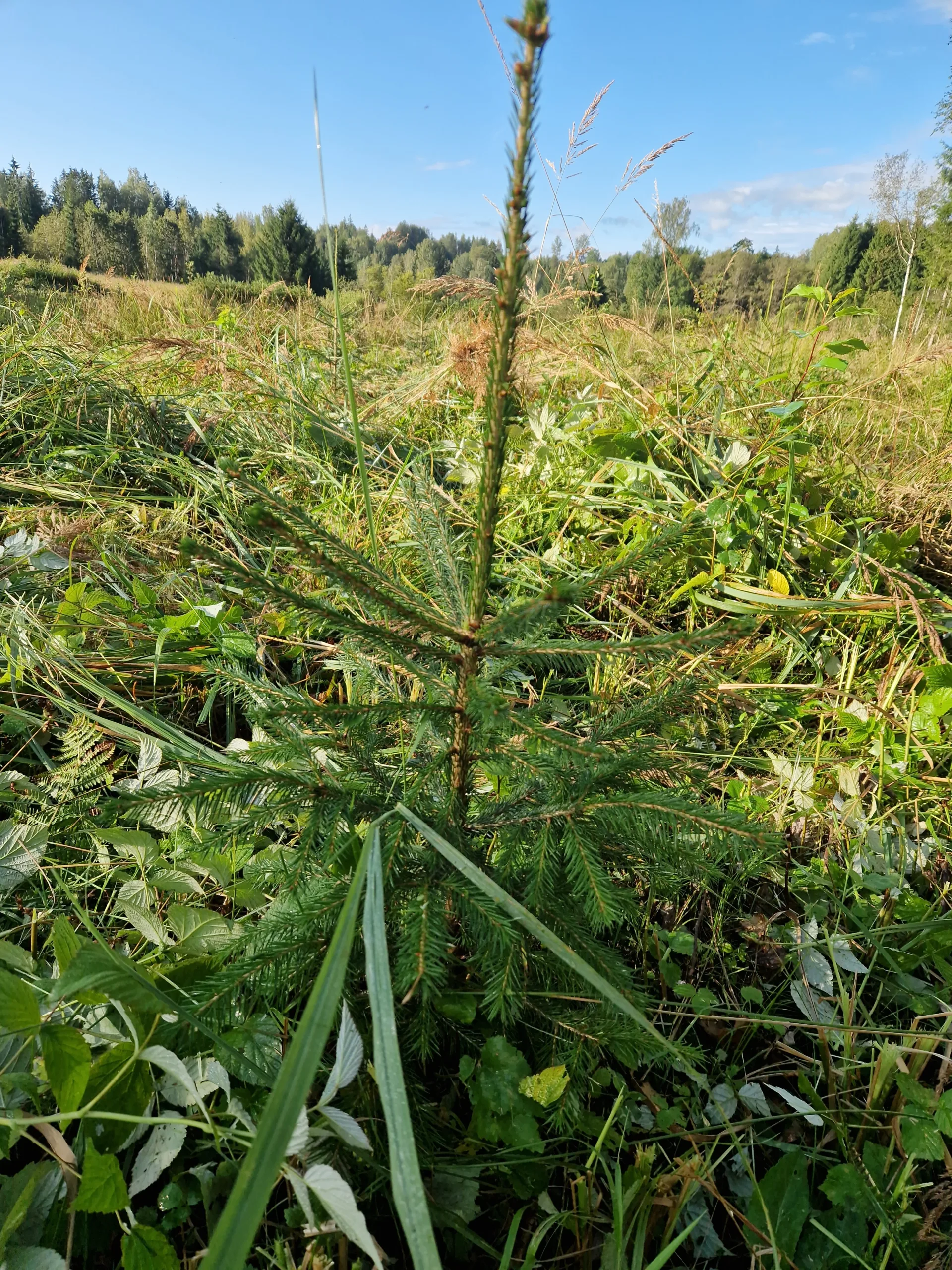 http://Agro,jaunaudzes%20kopšana%20image