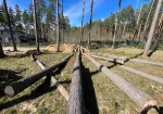 Arborista pakalpojumi – koku kopšana un teritoriju attīrīšana