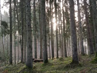 http://Cirsmu%20sagatavošana%20pārdošanai%20izsolē%20image