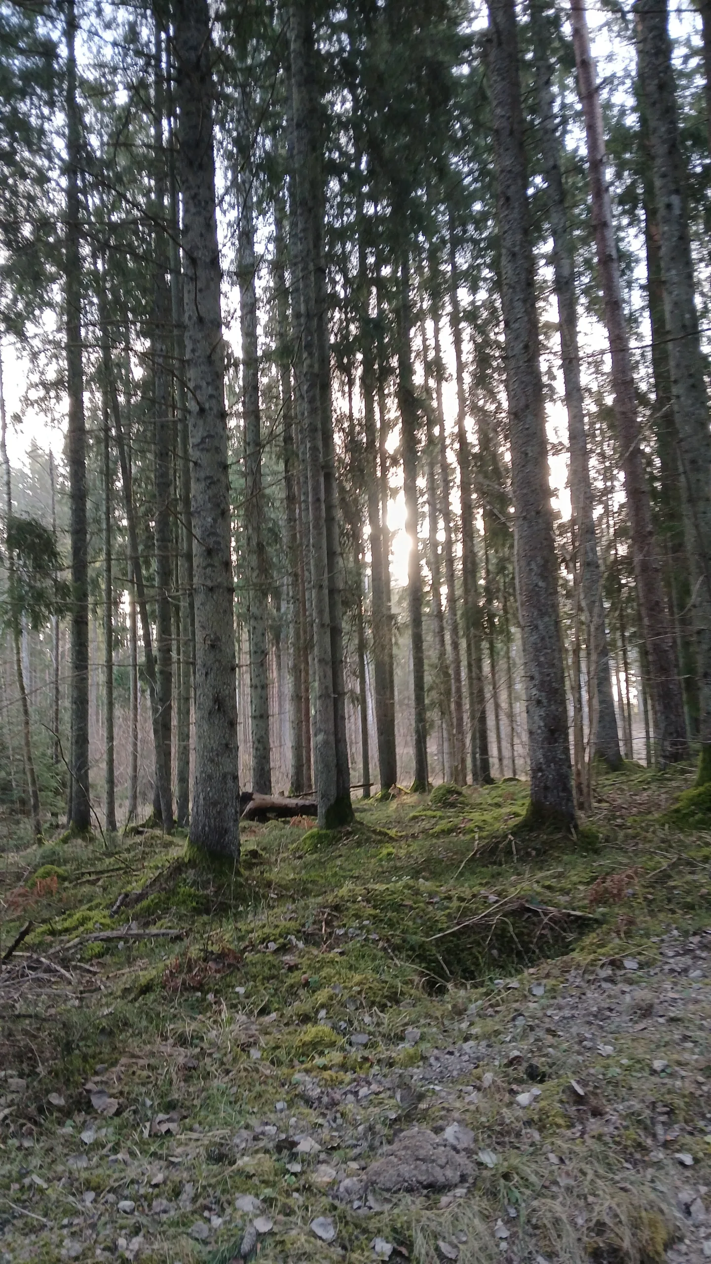 http://Cirsmu%20sagatavošana%20pārdošanai%20izsolē%20image