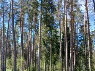 http://Cirsmu%20sagatavošana%20pārdošanai%20izsolē%20image