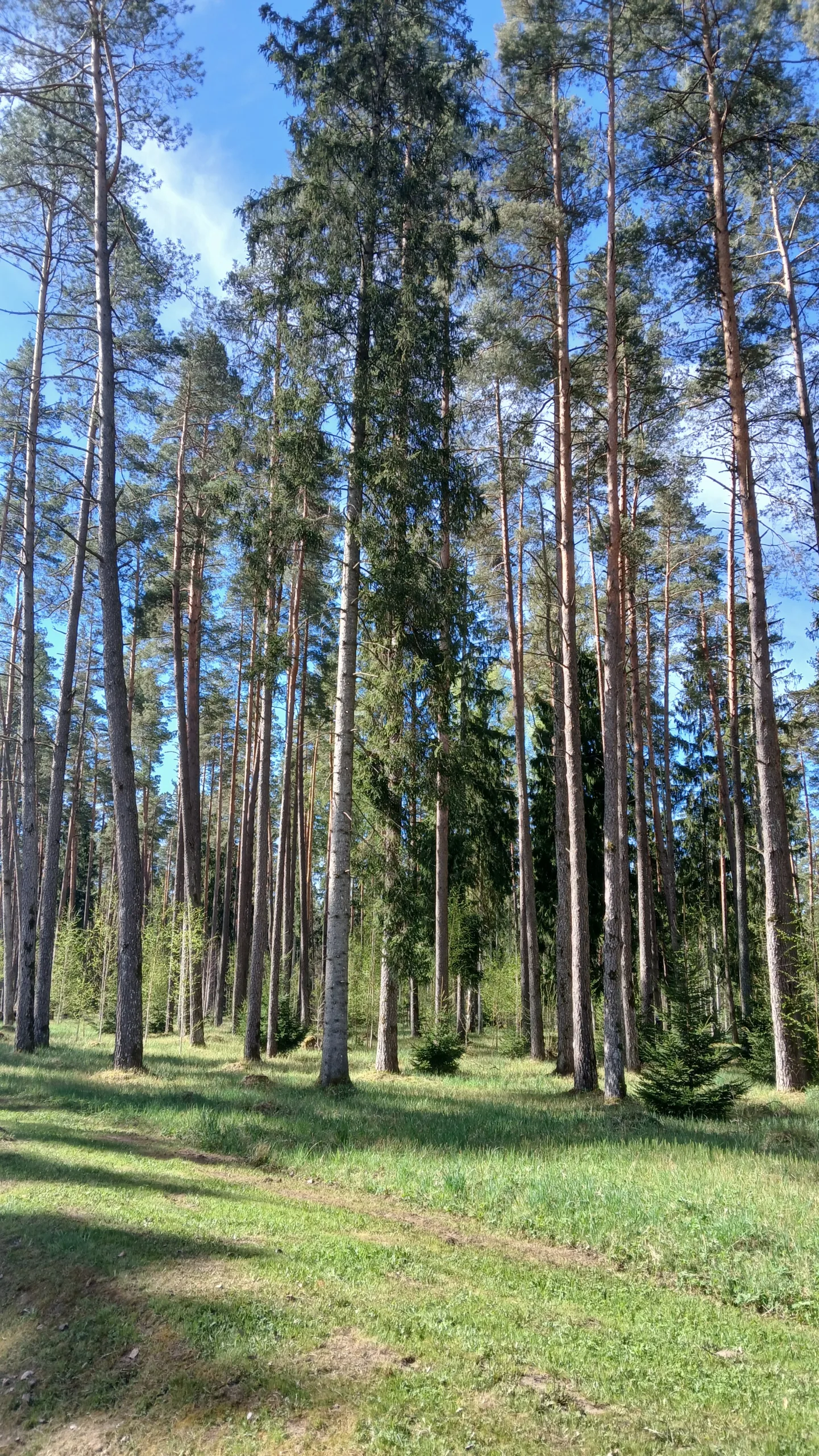http://Cirsmu%20sagatavošana%20pārdošanai%20izsolē%20image