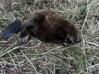 http://Jaunaudžu%20aizsardzība%20image