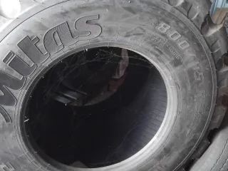 Meža riepa