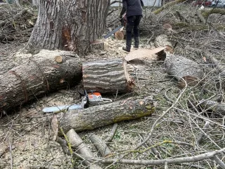 http://Arborista%20pakalpojumi%20–%20koku%20kopšana%20un%20teritoriju%20attīrīšana%20attēls