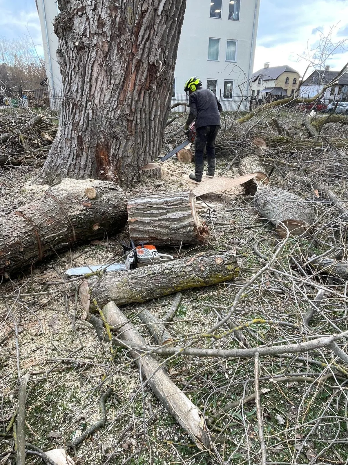 http://Arborista%20pakalpojumi%20–%20koku%20kopšana%20un%20teritoriju%20attīrīšana%20attēls