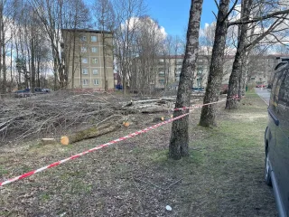 http://Arborista%20pakalpojumi%20–%20koku%20kopšana%20un%20teritoriju%20attīrīšana%20attēls