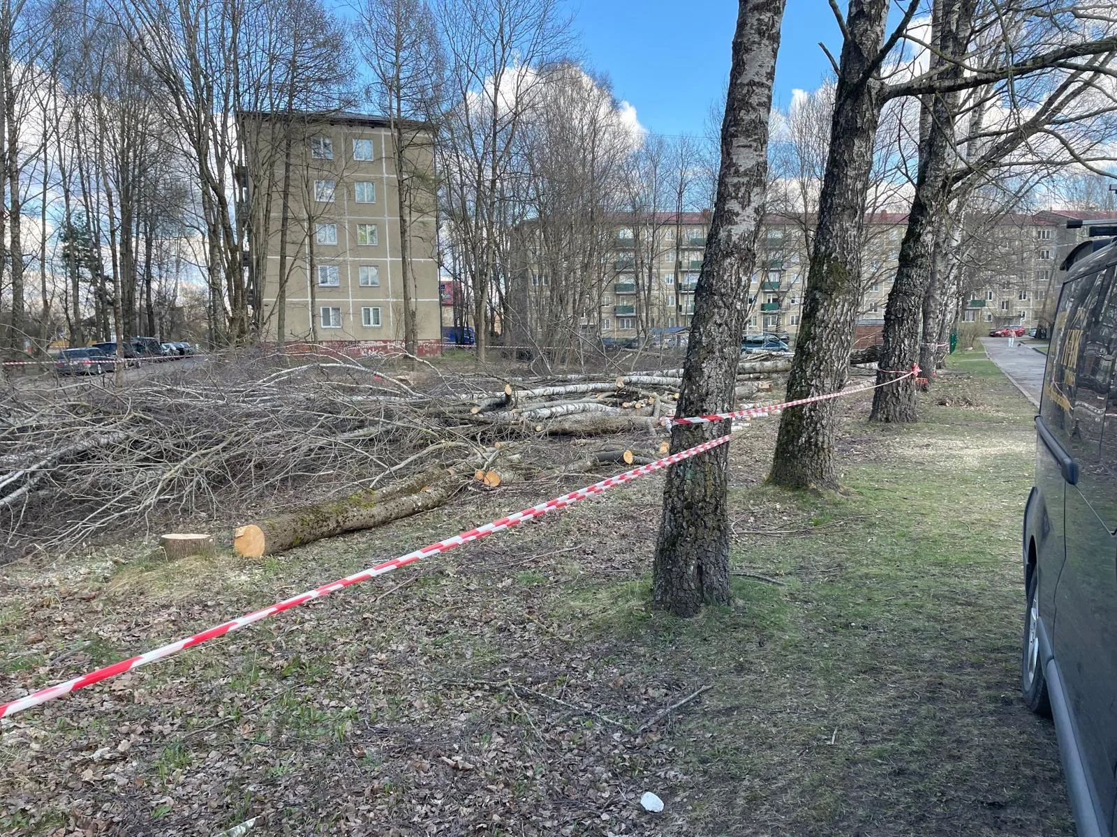 http://Arborista%20pakalpojumi%20–%20koku%20kopšana%20un%20teritoriju%20attīrīšana%20attēls