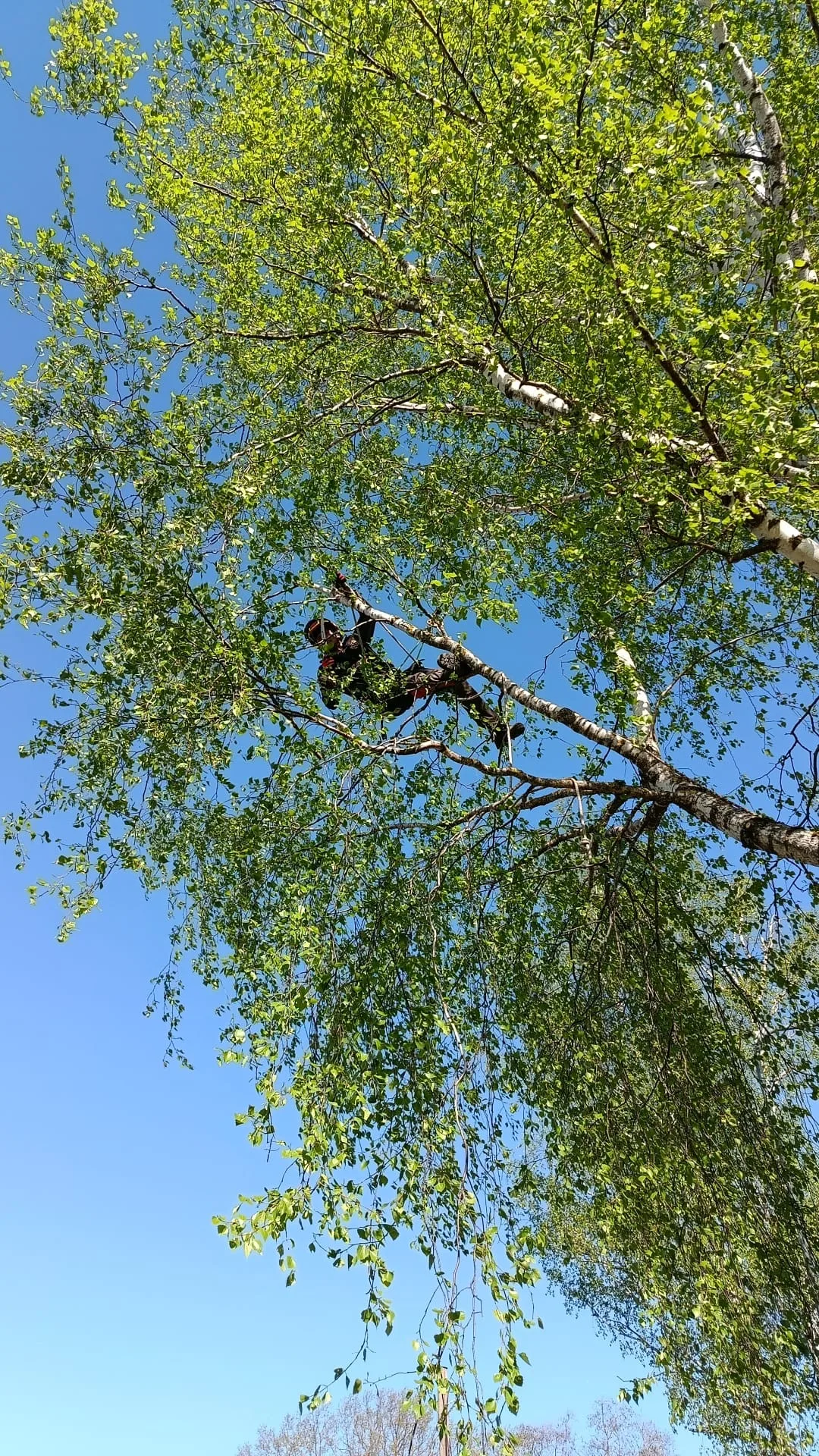 http://Arborista%20pakalpojumi%20–%20koku%20kopšana%20un%20teritoriju%20attīrīšana%20attēls