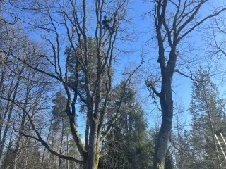 http://Arborista%20pakalpojumi%20image