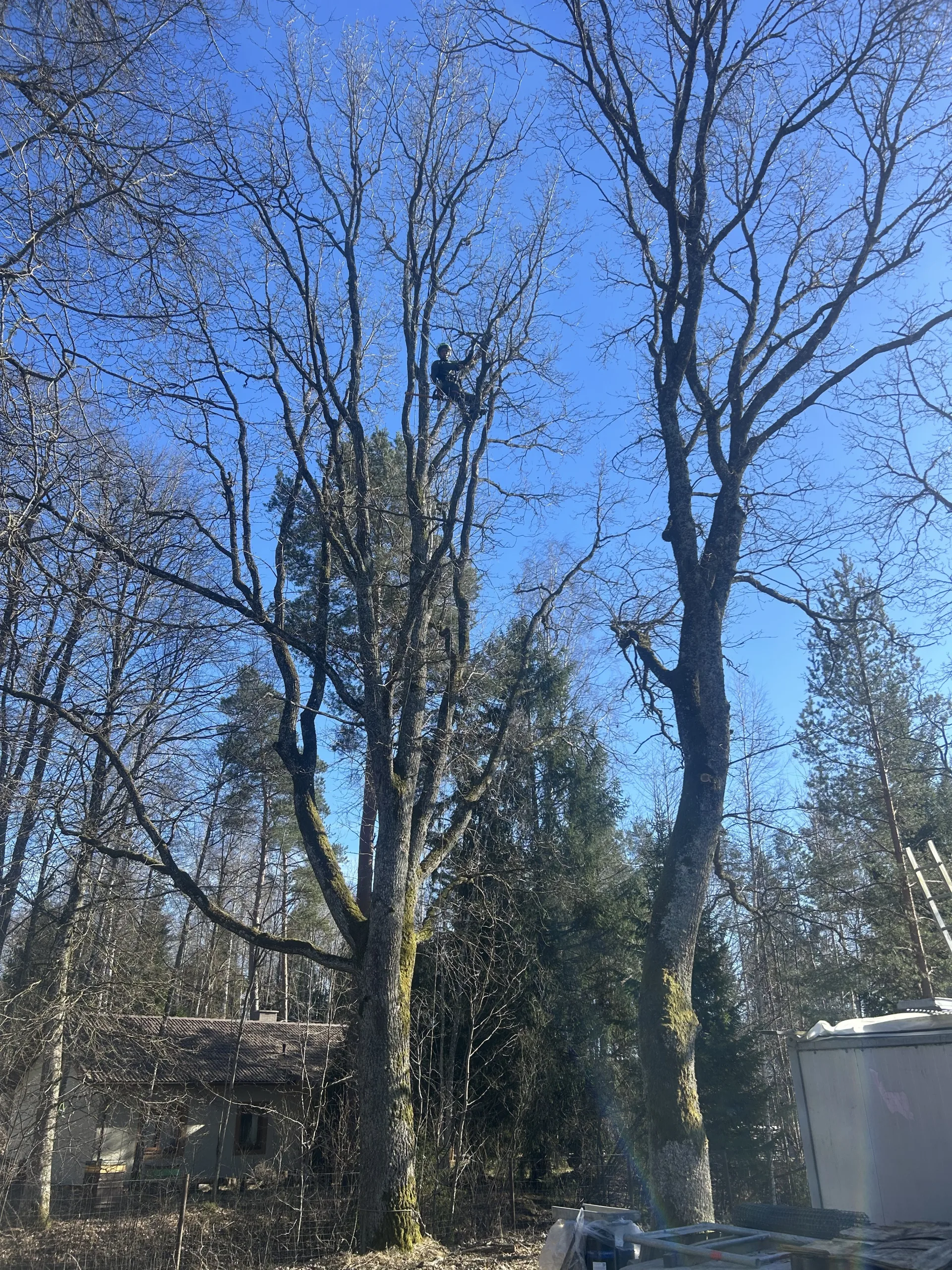 http://Arborista%20pakalpojumi%20image