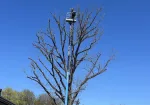 Arborista pakalpojumi