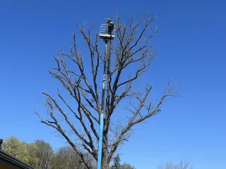 http://Arborista%20pakalpojumi%20image