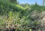 Trimmerēšanas un krūmgrieža pakalpojumi