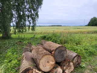 http://Oša%20stumbri%20image