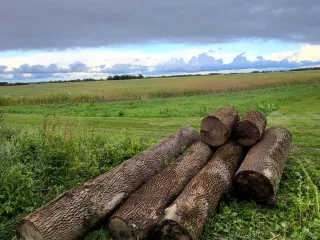 http://Oša%20stumbri%20image