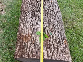 http://Oša%20stumbri%20image