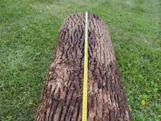 http://Oša%20stumbri%20image