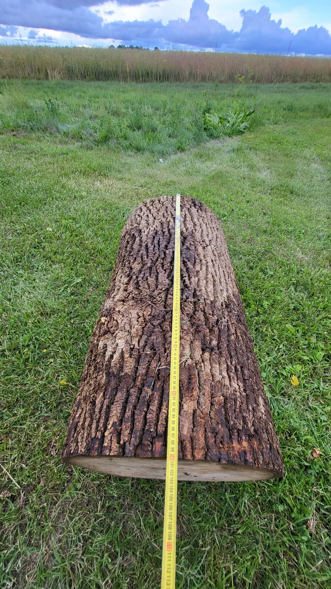 http://Oša%20stumbri%20image