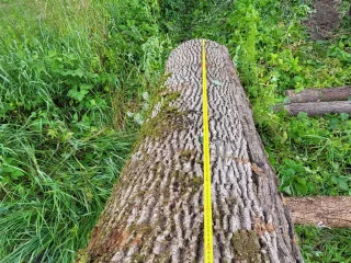 http://Oša%20stumbri%20image