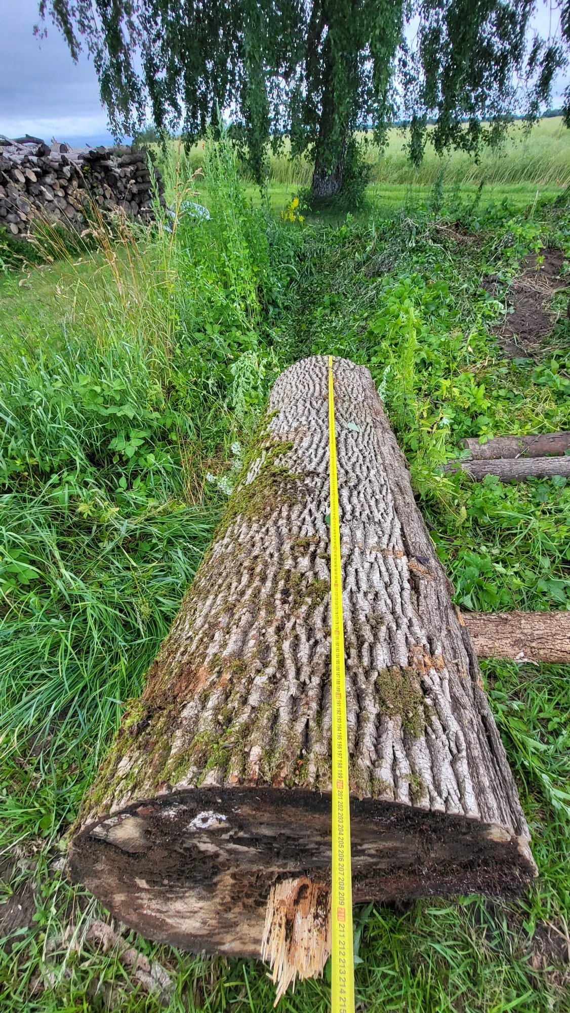 http://Oša%20stumbri%20image
