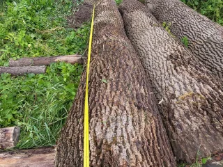 http://Oša%20stumbri%20image