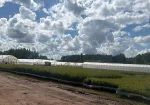 Bērza kailsakņi un ietvarstādi.