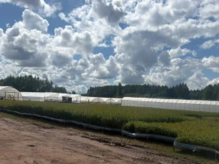 http://Bērza%20kailsakņi%20un%20ietvarstādi.%20attēls