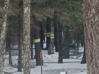 http://Cirsmu%20stigošana,Robežstigu%20atjaunošana%20attēls