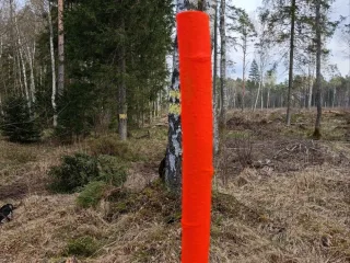 http://Cirsmu%20stigošana,Robežstigu%20atjaunošana%20attēls