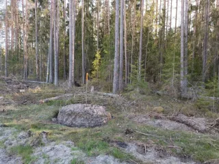 http://Cirsmu%20stigošana,Robežstigu%20atjaunošana%20attēls
